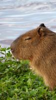 Capybara wallpaper capture d'écran 2