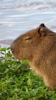 Capybara wallpaper 스크린샷 2