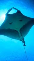 Manta Ray Wallpaper poster