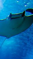 Manta Ray Wallpaper screenshot 1