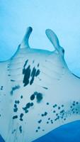 Manta Ray Wallpaper screenshot 2