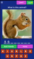 Animal Discovery Quiz-poster