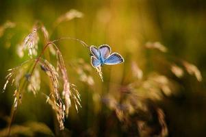 Schmetterlingsbilder für Galerie Plakat
