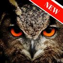 owls images APK