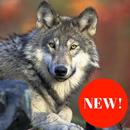 fonds d'écran loups APK