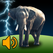 ”Nature Animal Sounds
