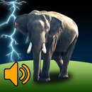 Nature Animal Sounds APK