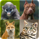 animal viver papel parede doméstico Plano de fundo APK