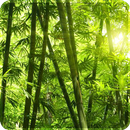 Bamboo Forest HD Live Wallpaper 2019 3D APK