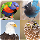Aves viver papel de parede Beleza HD Planode fundo APK