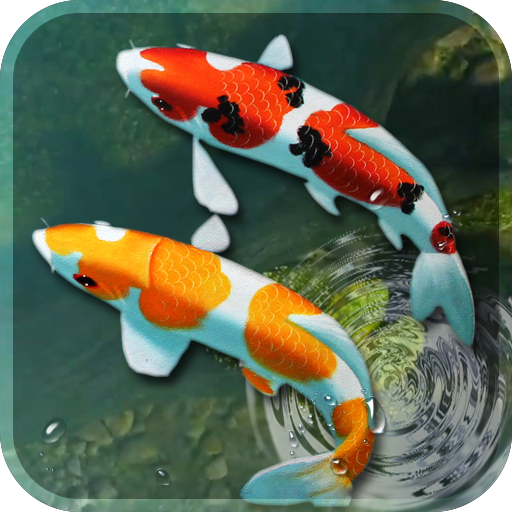 Koi Fish Live Wallpaper 3D: Aquarium Background Hd