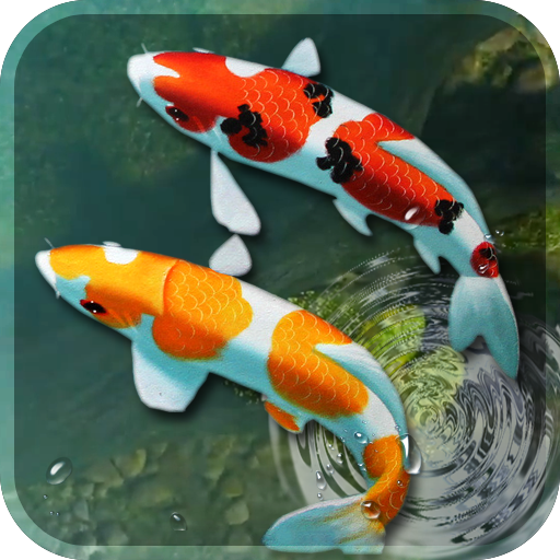 koi pescado vivir papel pintado 3d acuario fondo