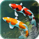 koi peixe viver papel de parede 3d aquário Plano APK