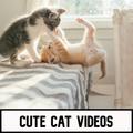 Cat Videos : funny , cute