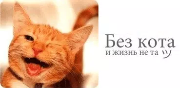 Без кота и жизнь не та ツ