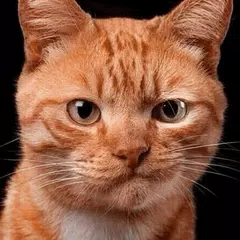 Женский Юмор APK 下載