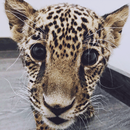 Фотки животных APK