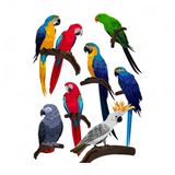 Vogelfinder - Alle Vögel