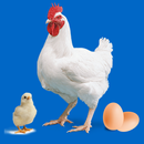 Einfacher Geflügelmanager APK
