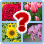 Guess the Flower Quiz アイコン