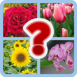 Guess the Flower Quiz