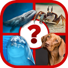 4 Pics Animal Quiz simgesi