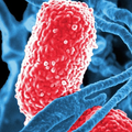 Microbiology