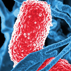 Microbiology icône