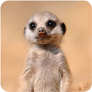 Cute Baby Animals Pictures APK