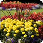 Flower Garden Ideas 圖標