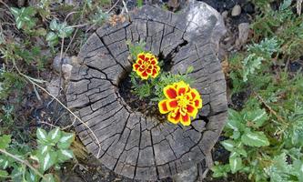 Flower Garden Ideas 截圖 1