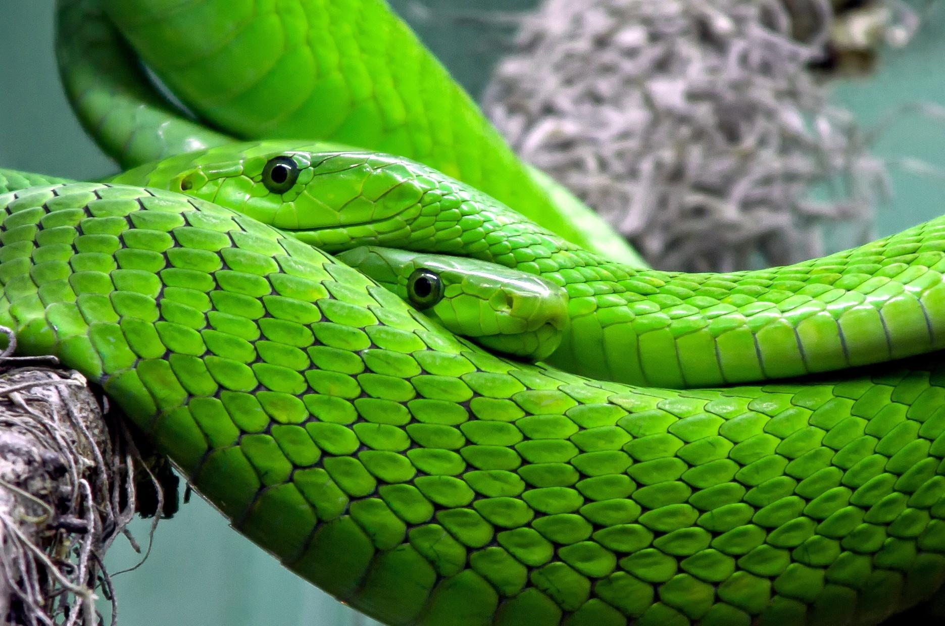 Snake фото. Зелёная мамба змея. Змея мамба узкоголовая. Пресмыкающиеся змеи мамба. Зеленый полоз.