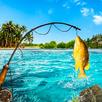 Catch Fish Games Offline APK