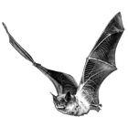 آیکون‌ Pipistrelle