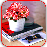 Les plantes dépolluantes d’intérieur