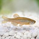 Zebra Danio Fish Care Guide APK