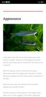 Zebra Danio Fish Care Guide скриншот 2