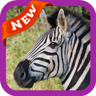 Zebra Wallpaper 图标