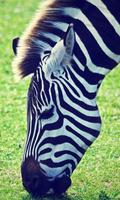 Zebra Wallpaper 截图 3