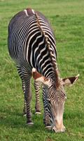 Zebra Wallpaper 海报
