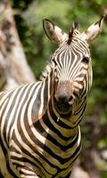 Zebra Wallpaper 截图 2
