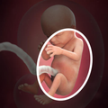 Pregnancy Book