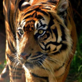 Tiger Wallpaper