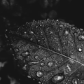 Black Wallpaper