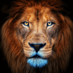 Lion Wallpaper icon