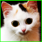 Cats Geek : Funny Cat icon