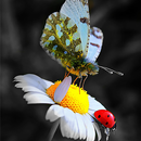 Butterfly Wallpaper APK