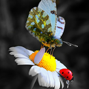 Beautiful Wallpaper APK