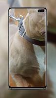Pitbull Wallpaper screenshot 3