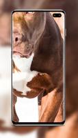 Pitbull Wallpaper screenshot 1